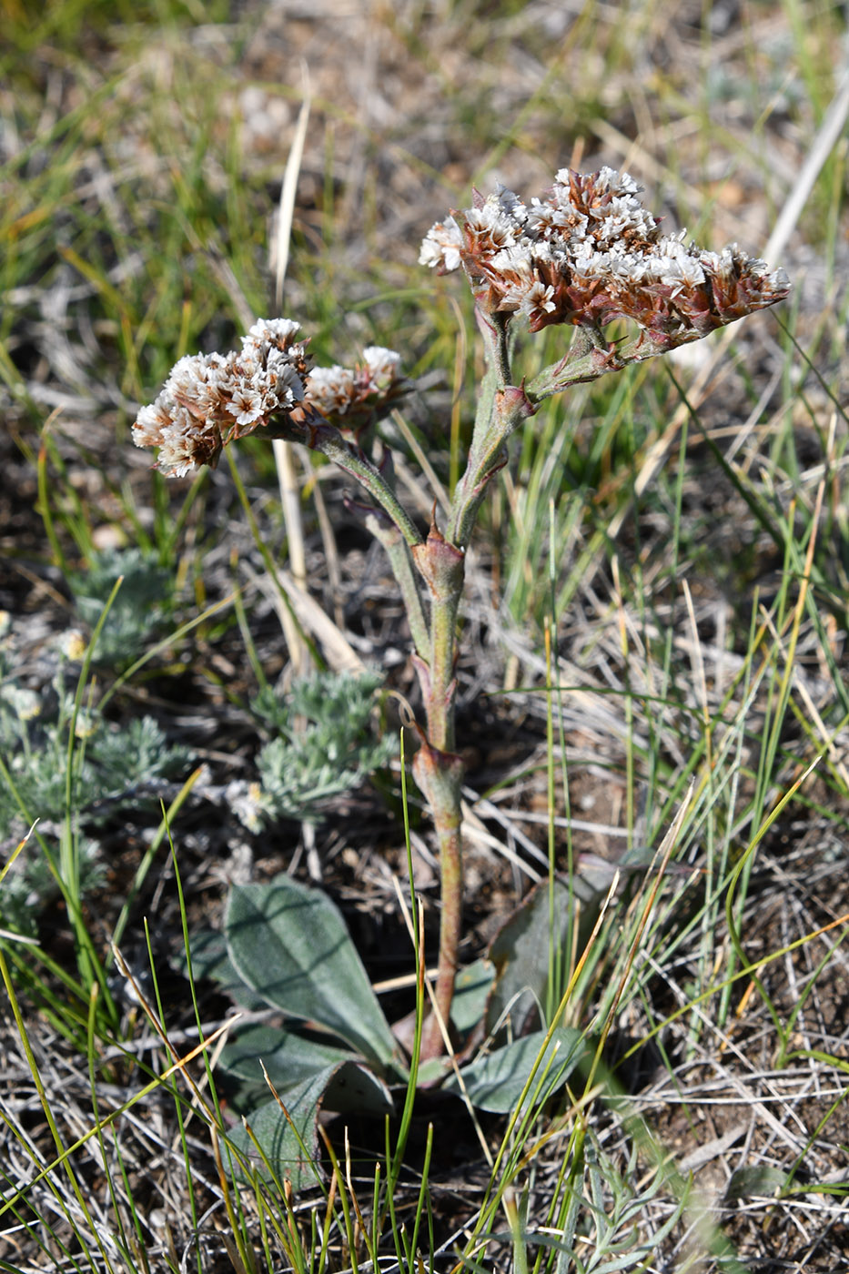 Image of Goniolimon speciosum specimen.