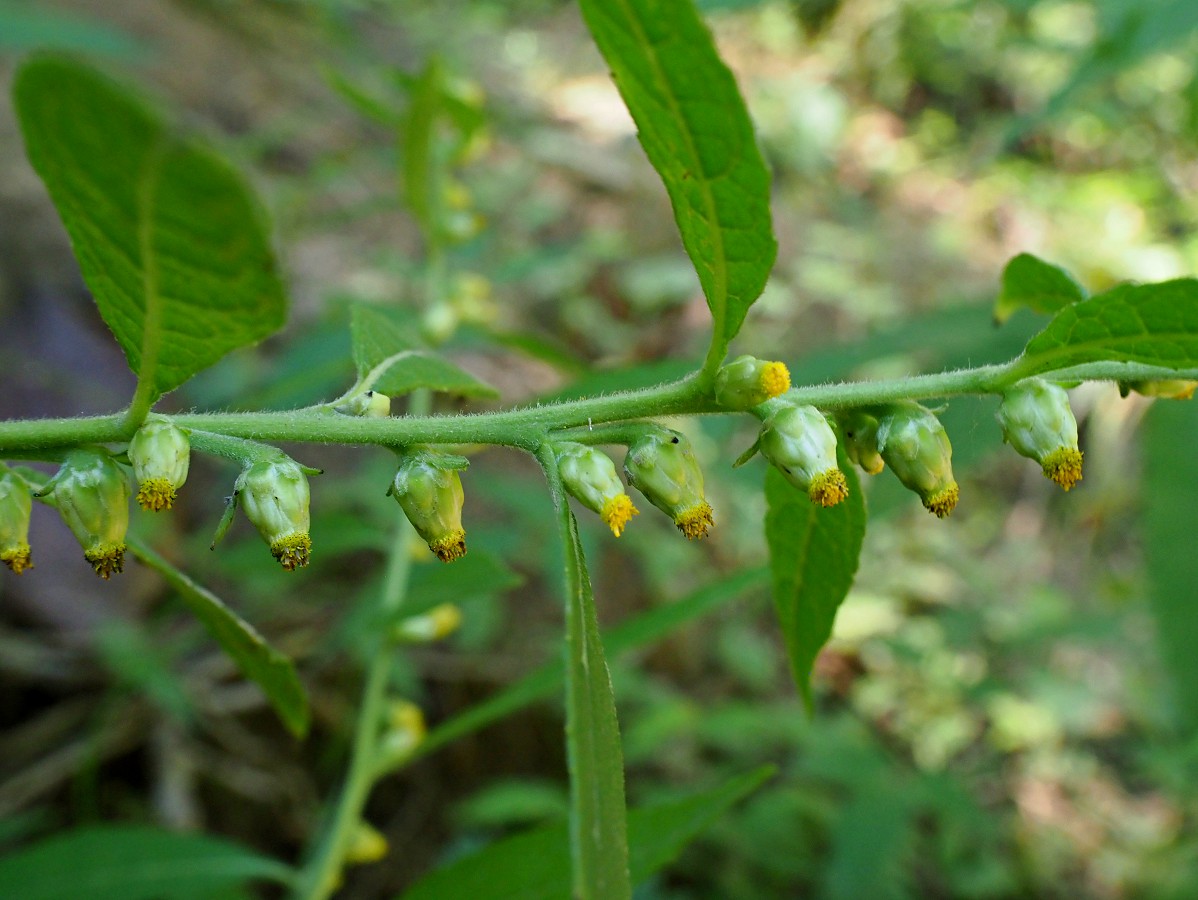 Изображение особи Carpesium abrotanoides.