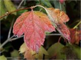 Viburnum opulus. Лист в осеннем окрасе. Московская обл., Раменский р-н, окр. дер. Хрипань, садовый участок. 07.10.2015.