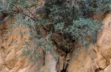 Ceratonia siliqua. Часть кроны взрослого дерева. Марокко, обл. Драа - Тафилалет, окр. г. Тингир, ущелье Тодра, расщелина в скале. 02.01.2023.