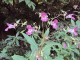 Impatiens glandulifera