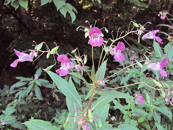 Image of Impatiens glandulifera specimen.