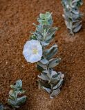 Convolvulus persicus