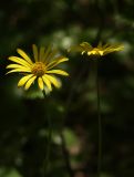 Doronicum orientale