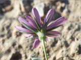 Tragopogon marginifolius