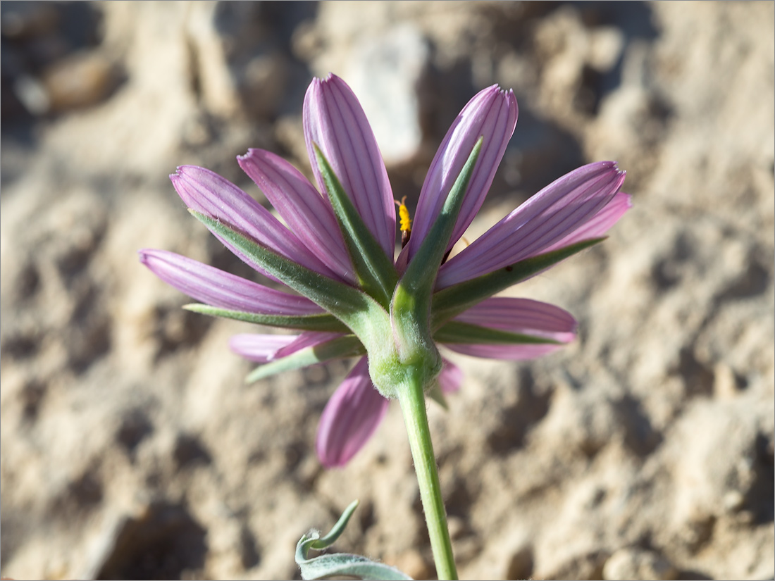 Изображение особи Tragopogon marginifolius.