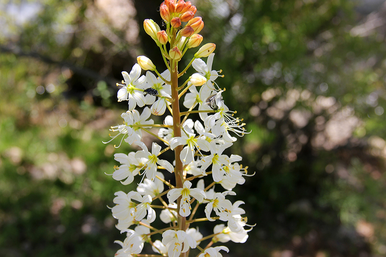 Image of Eremurus lactiflorus specimen.