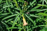 Thevetia peruviana. Верхушка ветви с цветком. Египет, мухафаза Кена, г. Дандара, в культуре. 07.05.2023.