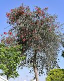 Callistemon citrinus. Часть ствола и крона цветущего дерева. Египет, мухафаза Александрия, г. Александрия, в культуре. 02.05.2023.