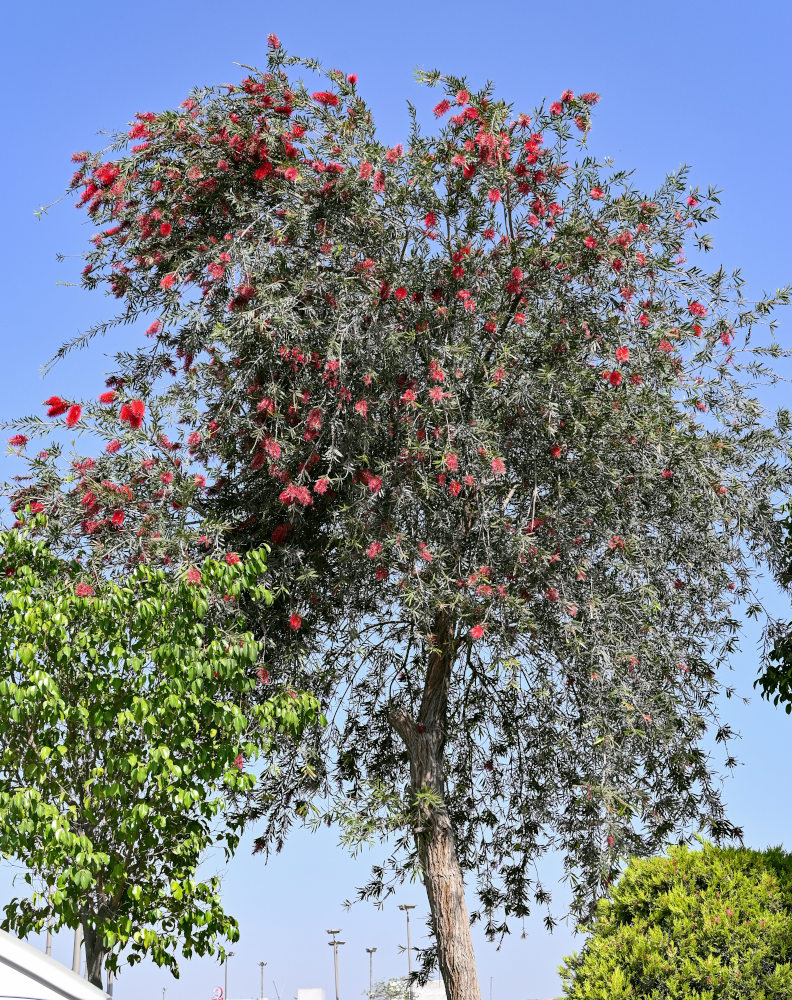 Изображение особи Callistemon citrinus.