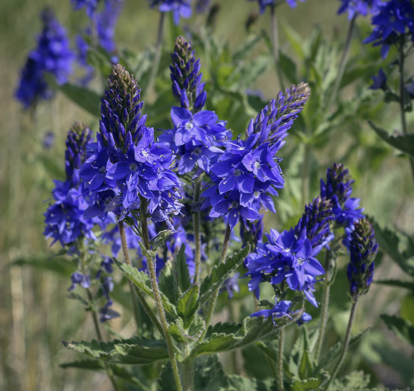 Изображение особи Veronica teucrium.