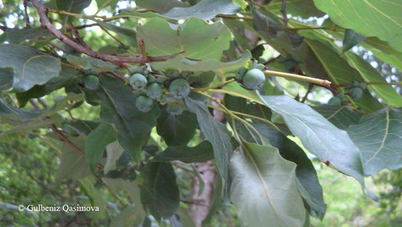 Image of Diospyros lotus specimen.