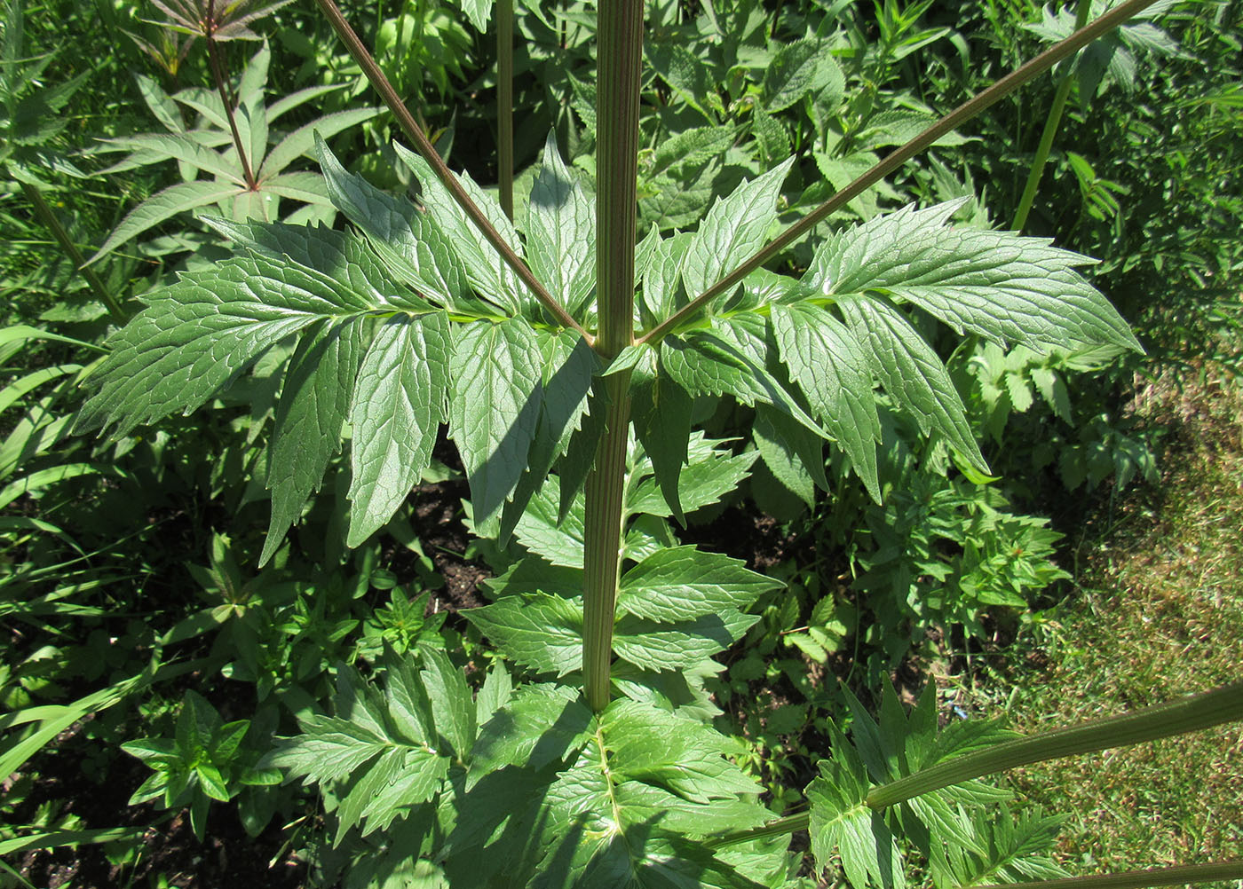 Изображение особи Valeriana officinalis.