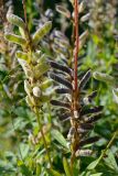 Lupinus polyphyllus. Соплодия с зрелыми и созревающими плодами. Краснодарский край, Адлерский р-н, хр. Аибга, 1360 м н.у.м., обочина горнолыжной трассы в лесу. 29.07.2023.