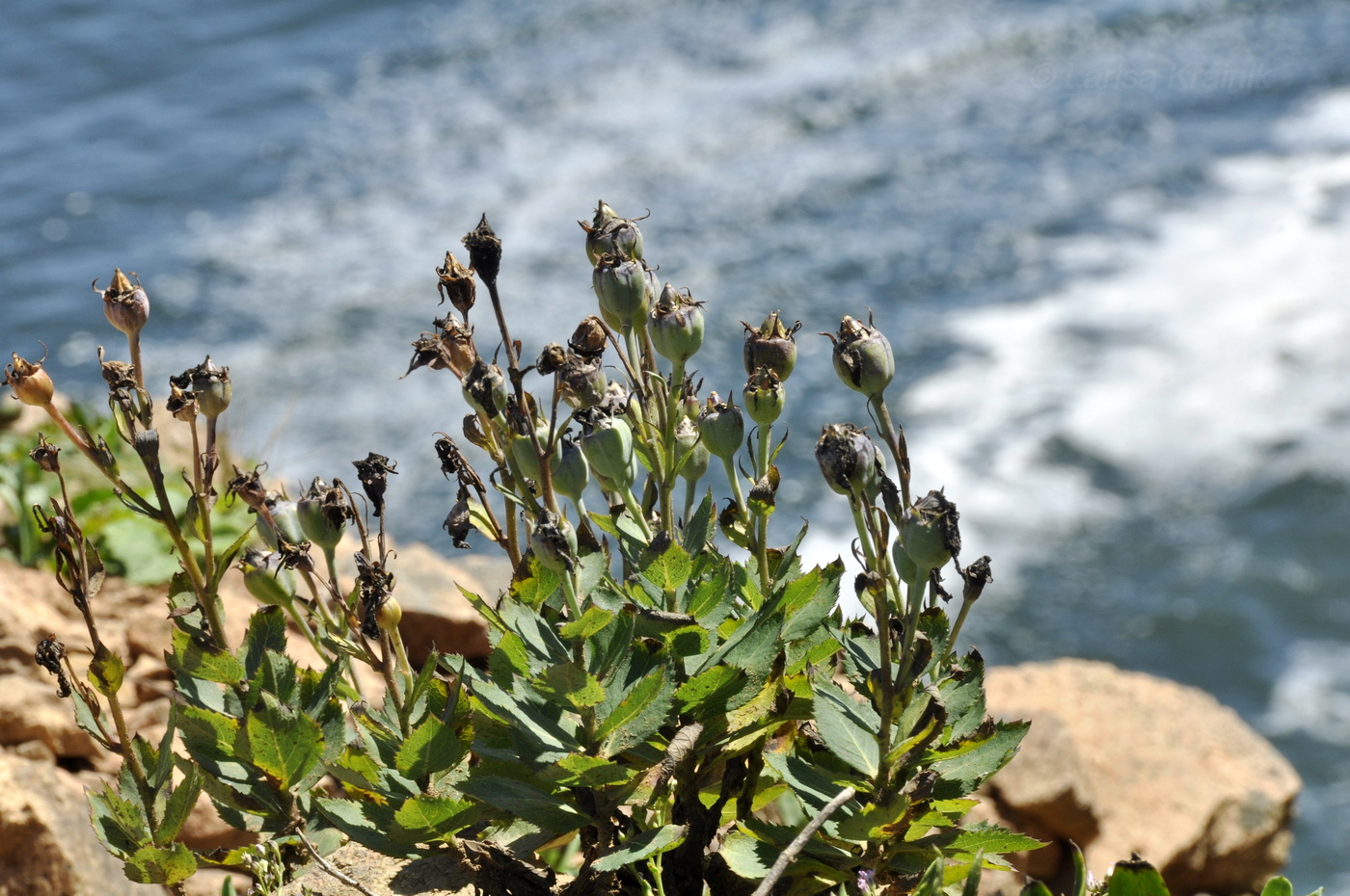 Image of Platycodon grandiflorus specimen.