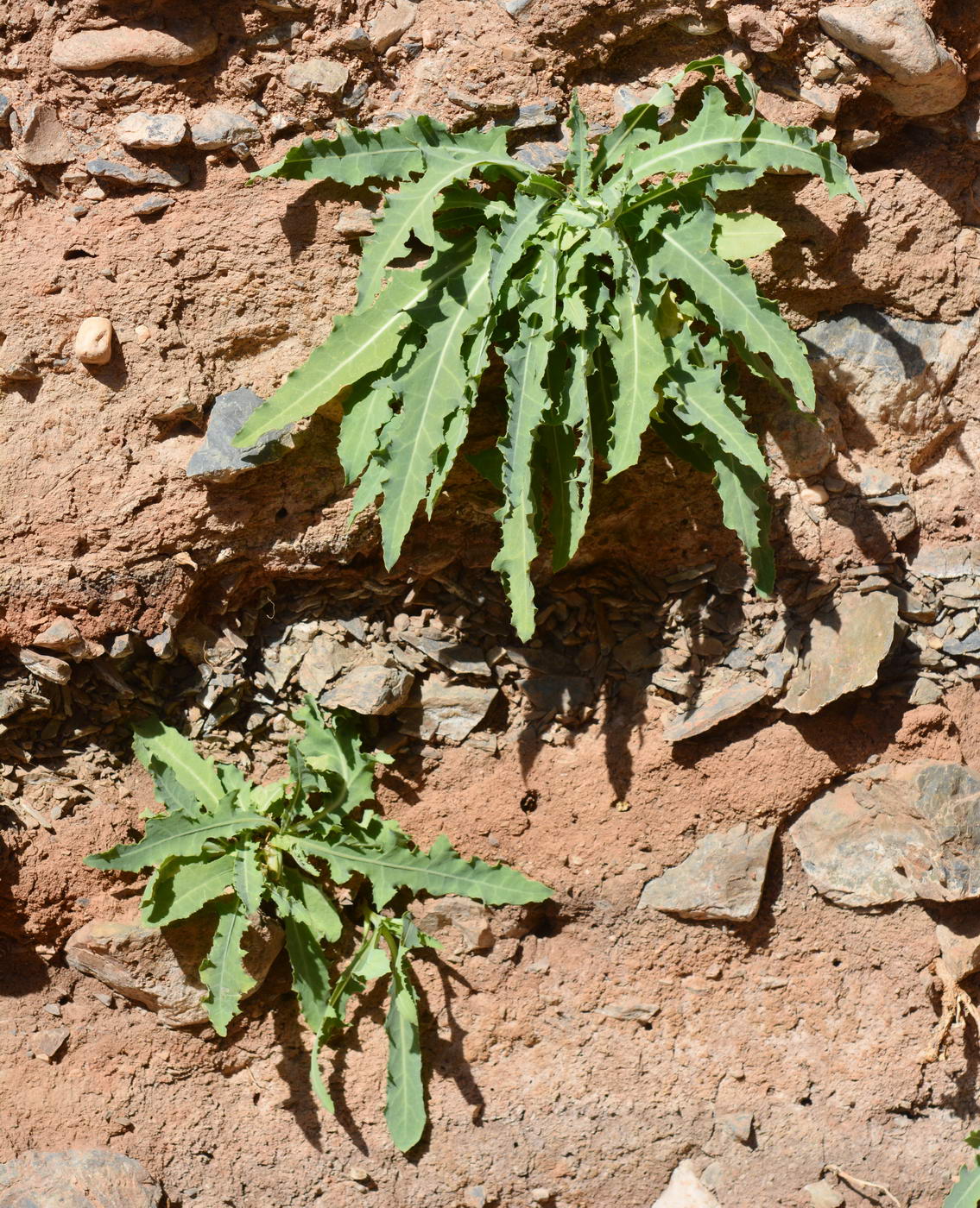 Image of familia Asteraceae specimen.