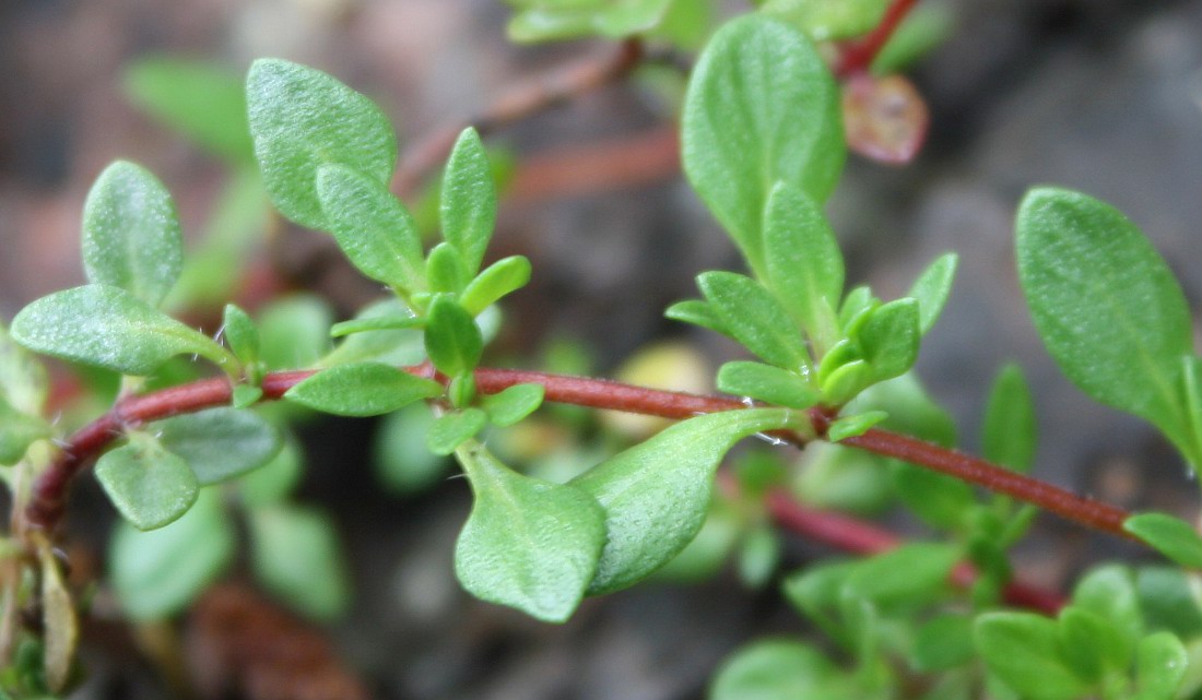 Изображение особи Thymus jenisseensis.