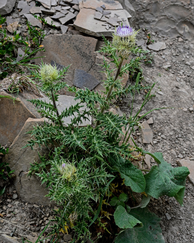 Изображение особи Cirsium obvallatum.