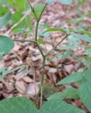 Rubus caucasicus