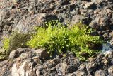 Sagina procumbens