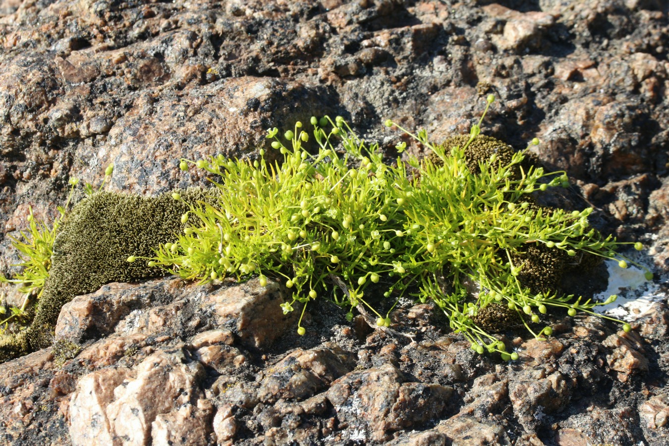 Image of Sagina procumbens specimen.