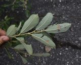 genus Salix