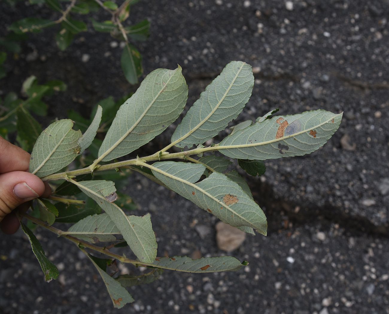 Image of genus Salix specimen.