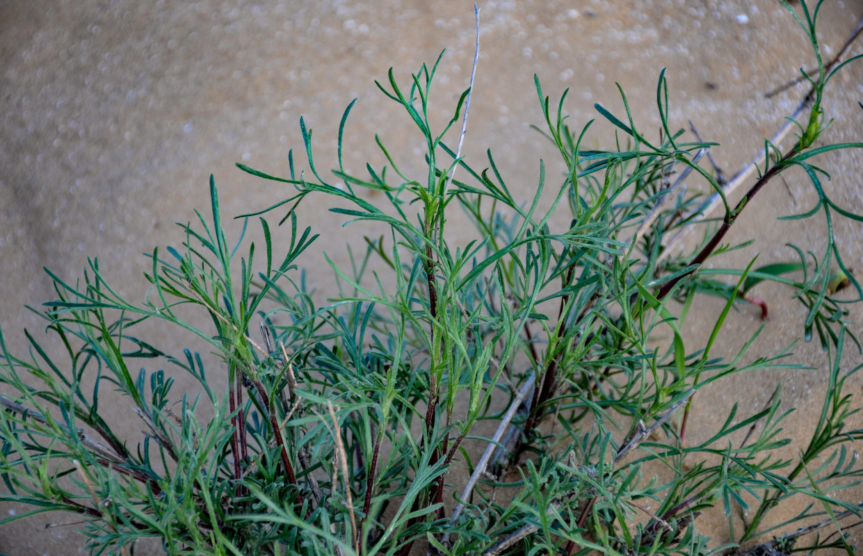 Image of Artemisia tschernieviana specimen.