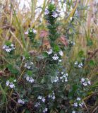 Euphrasia brevipila. Верхушка цветущего растения. Магаданская обл., окр. г. Магадан, заросший пустырь близ парка \"Маяк\". 28.09.2020.