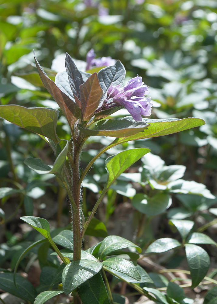 Изображение особи Physochlaina physaloides.