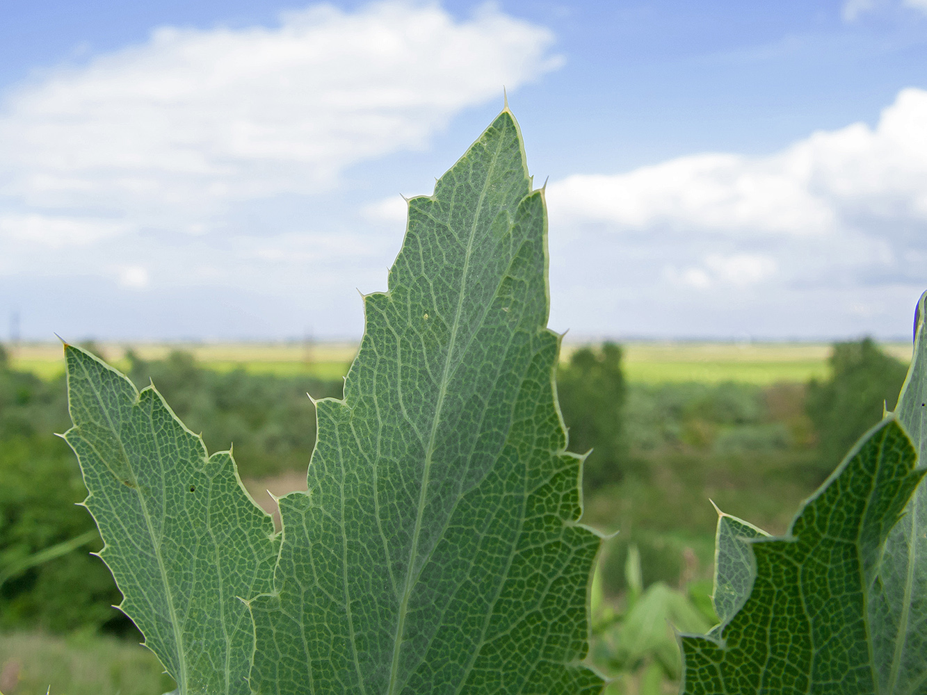 Изображение особи Eryngium campestre.