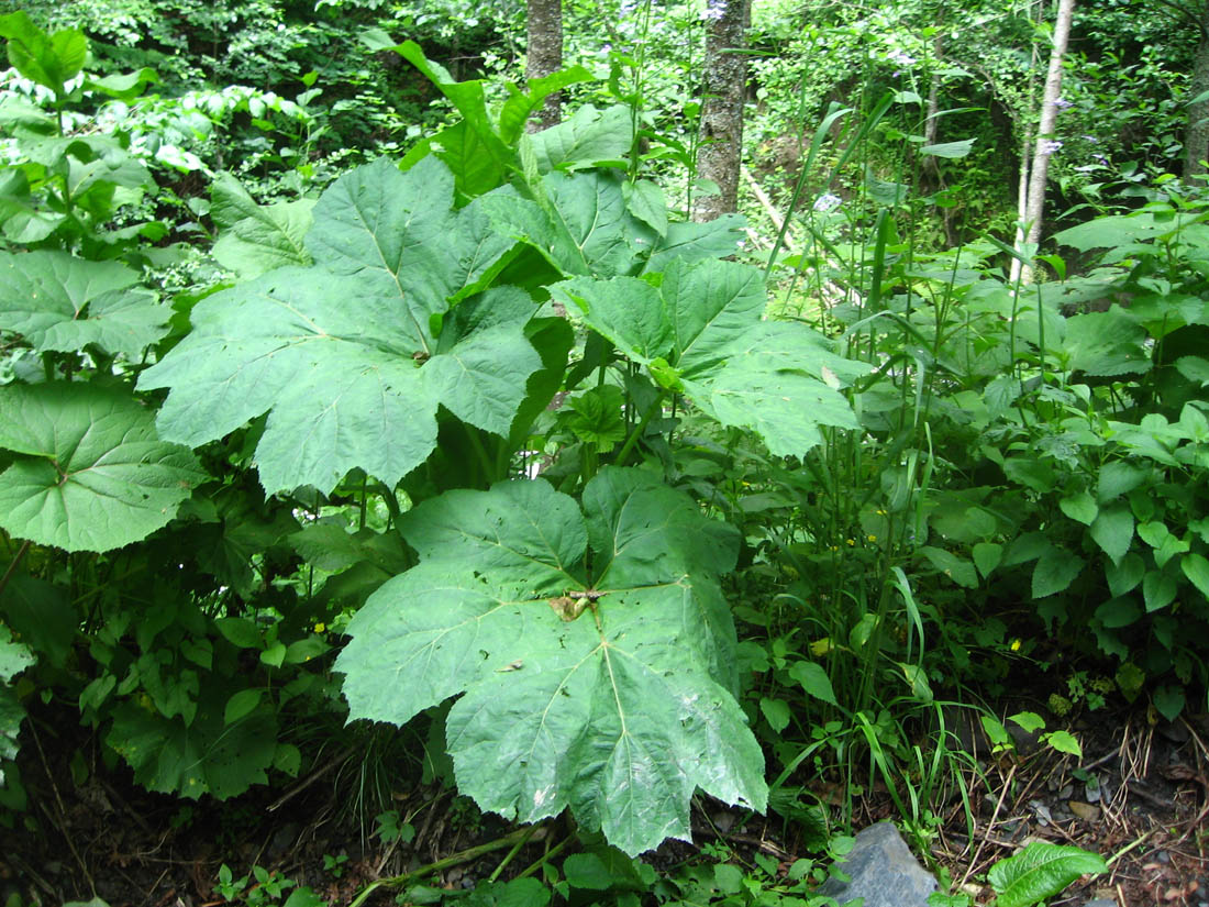 Изображение особи Heracleum ponticum.