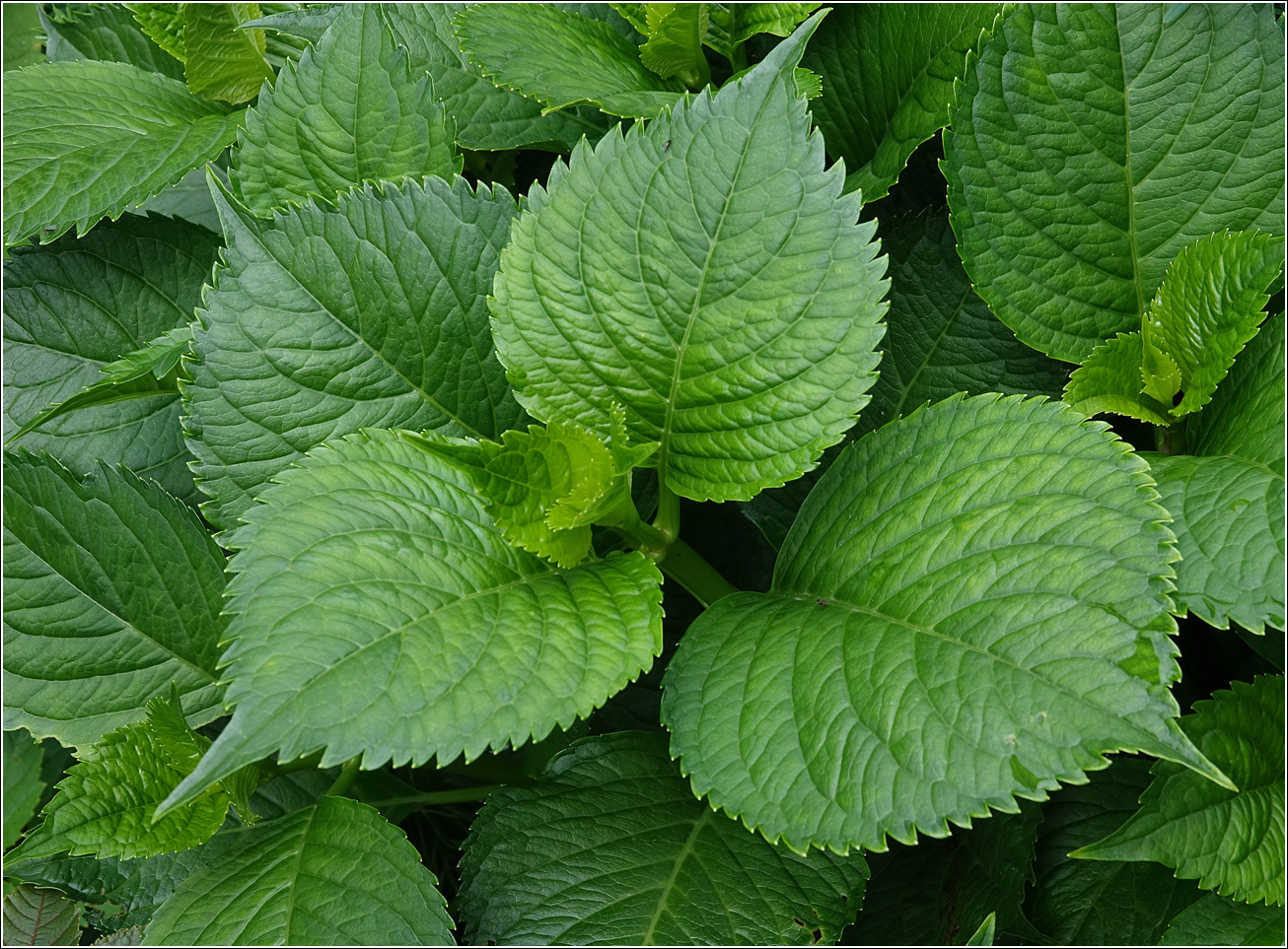 Image of Hydrangea macrophylla specimen.