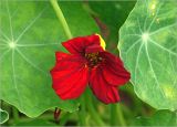 Tropaeolum majus