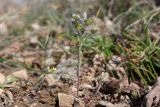 Alyssum smyrnaeum