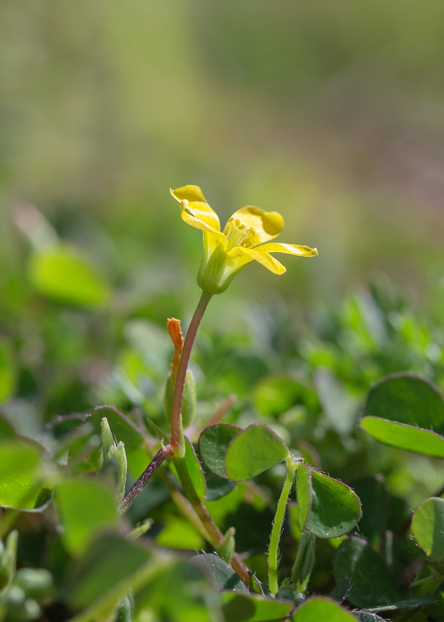 Изображение особи Oxalis corniculata.