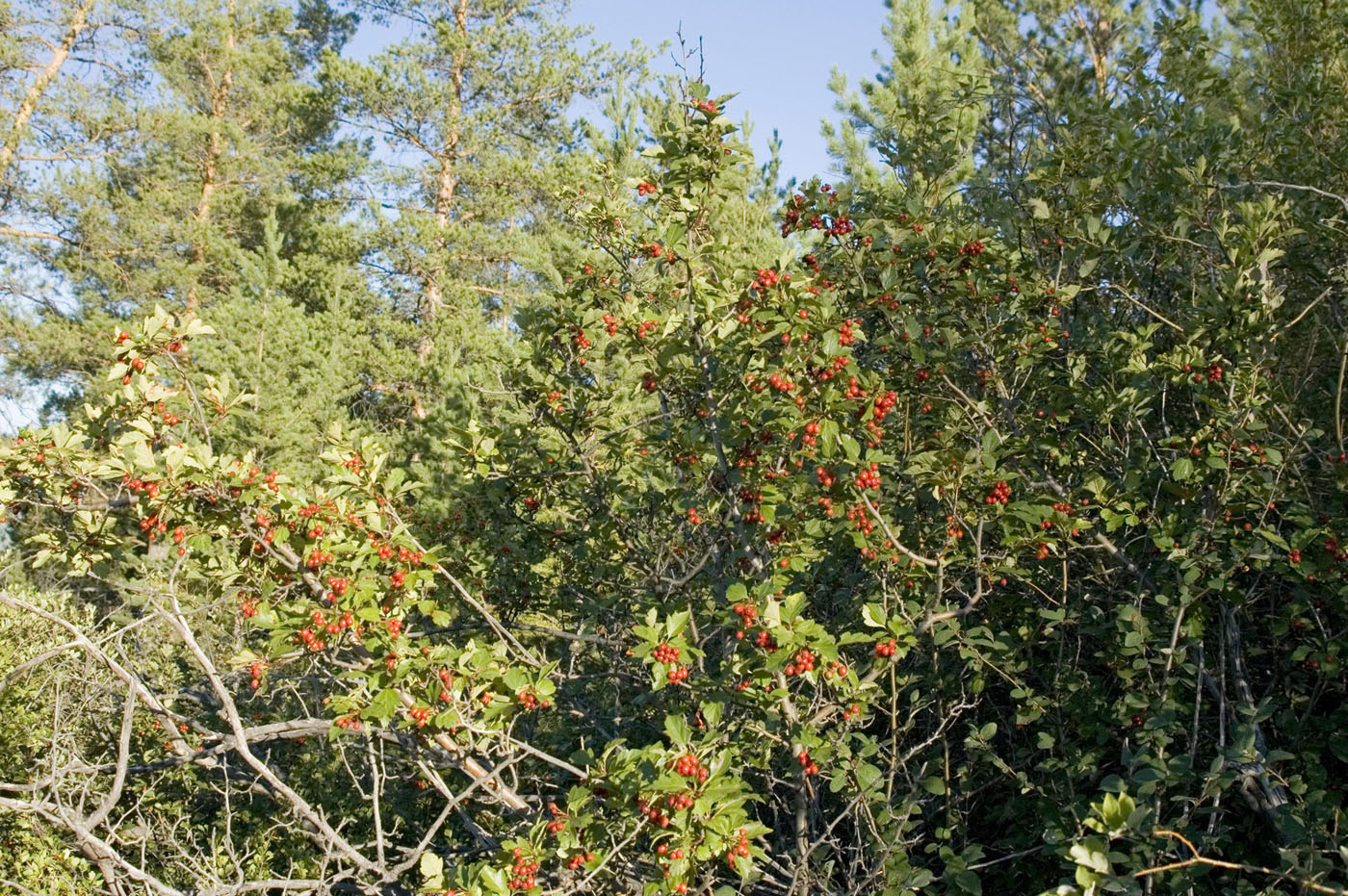 Изображение особи Crataegus dahurica.