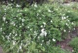 Spiraea cantoniensis