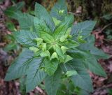 Euphorbia oblongifolia