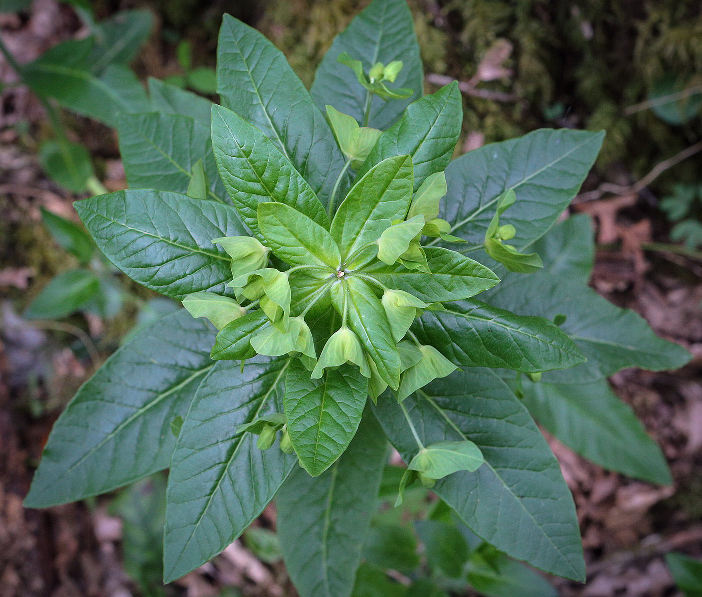 Изображение особи Euphorbia oblongifolia.