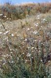 Gypsophila glomerata