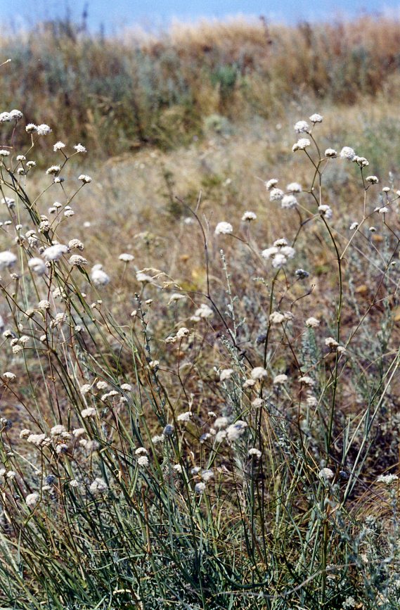 Изображение особи Gypsophila glomerata.