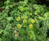 Bupleurum subspecies aureum