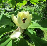 View full-size image genus Magnolia