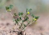 Trigonella arcuata
