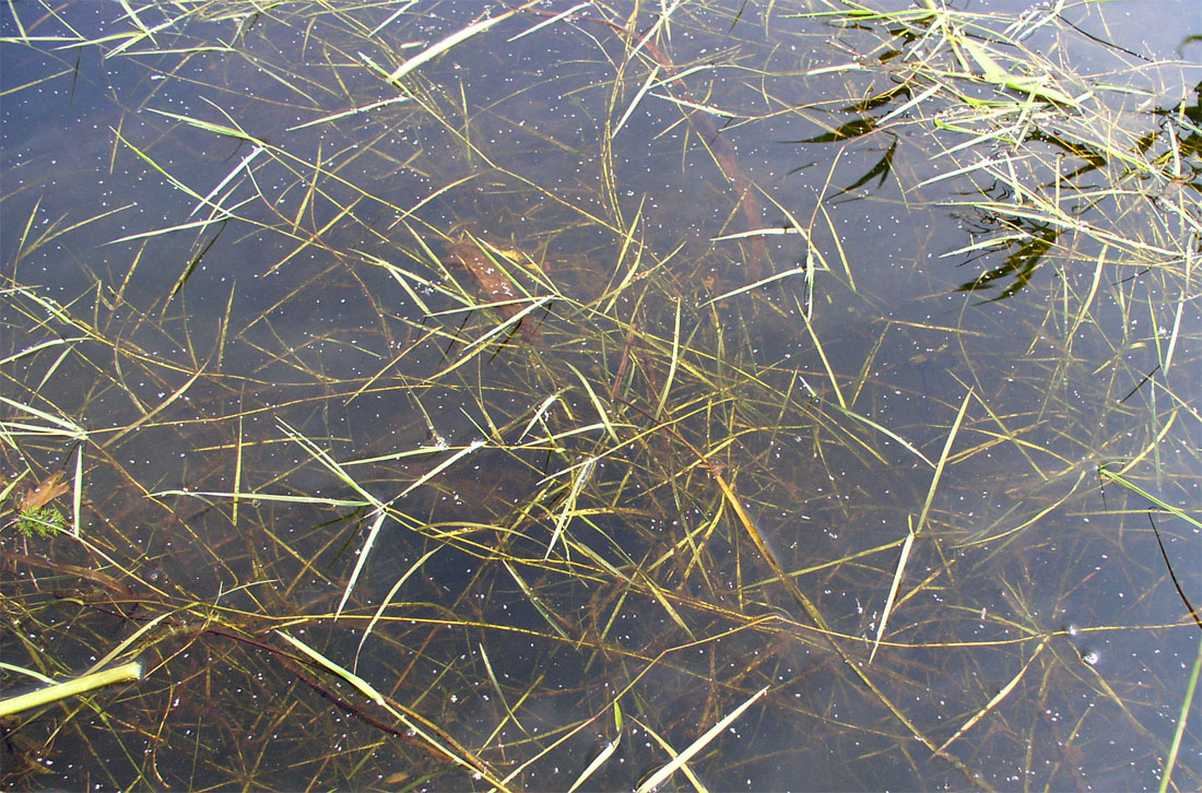 Image of Alopecurus aequalis specimen.