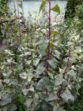 Atriplex hortensis