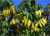 Juglans mandshurica