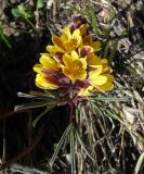 Gymnospermium alberti