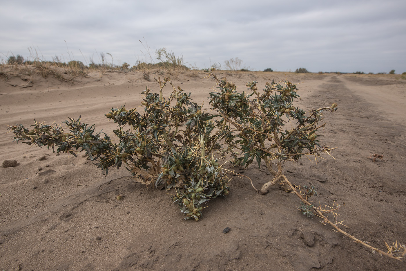 Изображение особи Xanthium spinosum.